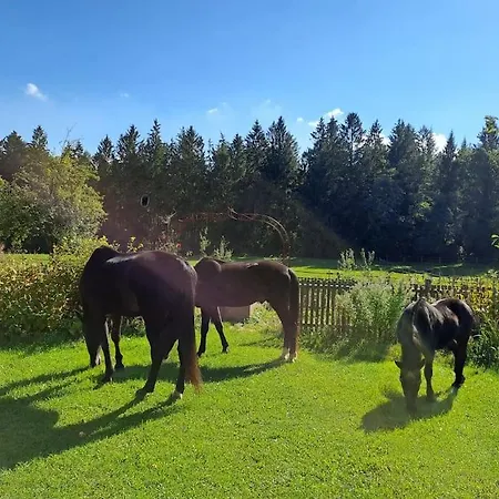 Am Waldrand Auf Dem Schellenberg *